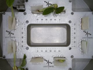 ISRO Cowpea Seeds Successfully Germinate in Space: Everything You Need to Know