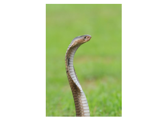 Scientists Confirm Four Different King Cobra Species After 188 Years of Mystery