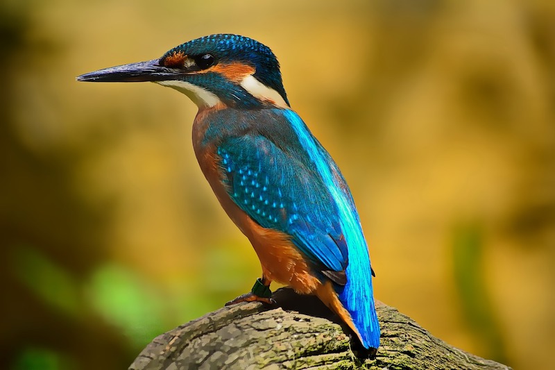 Bird Watching Apps: Five Useful Apps to Get Started With Birding