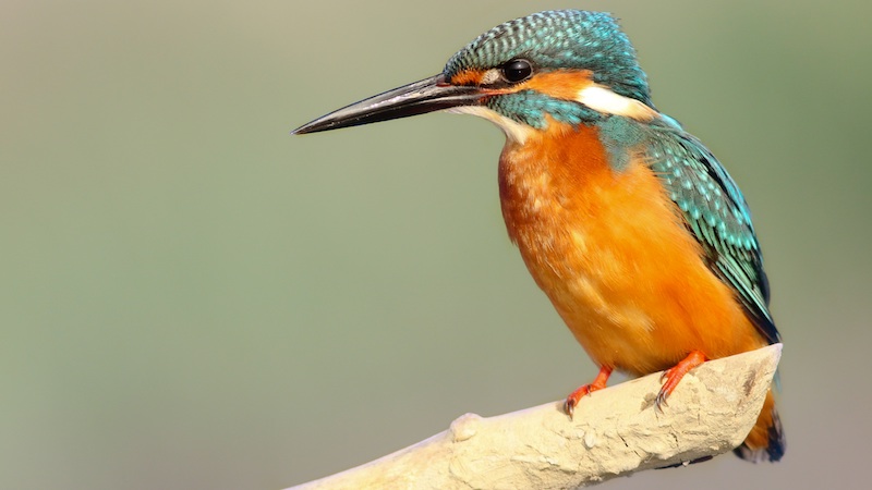 A Beginner's Guide to Birding Gear