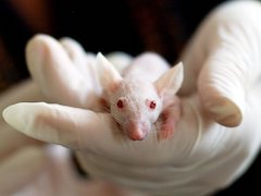 Scientists in Israel Have Found a Way to Extend Life Expectancy by 23 Percent