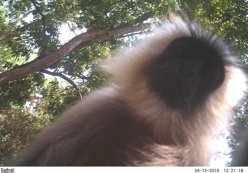 Camera Traps and Motion Sensors Show the Wacky Side of Wildlife