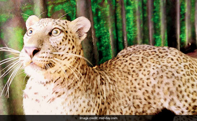 Full Grown Leopard Found In Wrestling Arena Of Mumbai Gym