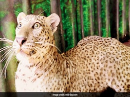 Full Grown Leopard Found In Wrestling Arena Of Mumbai Gym Full Grown Leopard Found In Wrestling Arena Of Mumbai Gym