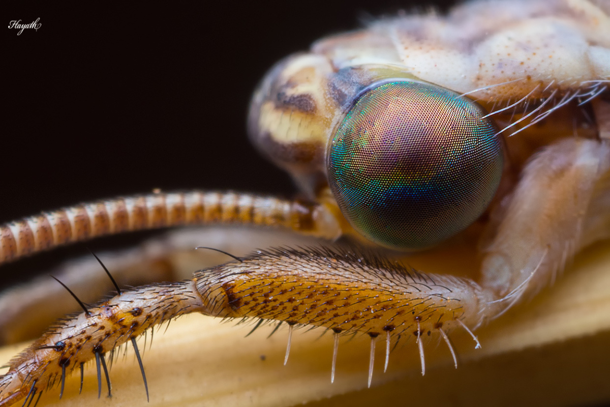 Macro Photography: How to Make Mundane Pictures Awesome