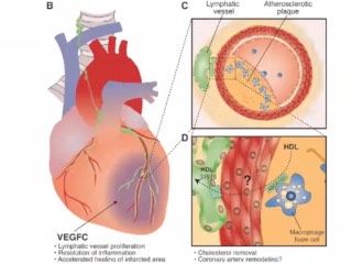 Human Heart Has Potential to Self-Repair After Cardiac Attack Using Specific Cells, Confirms New Study