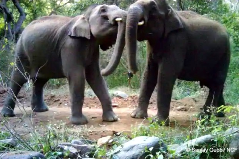 Research in the Wild: AI, Leopards and Photobombs