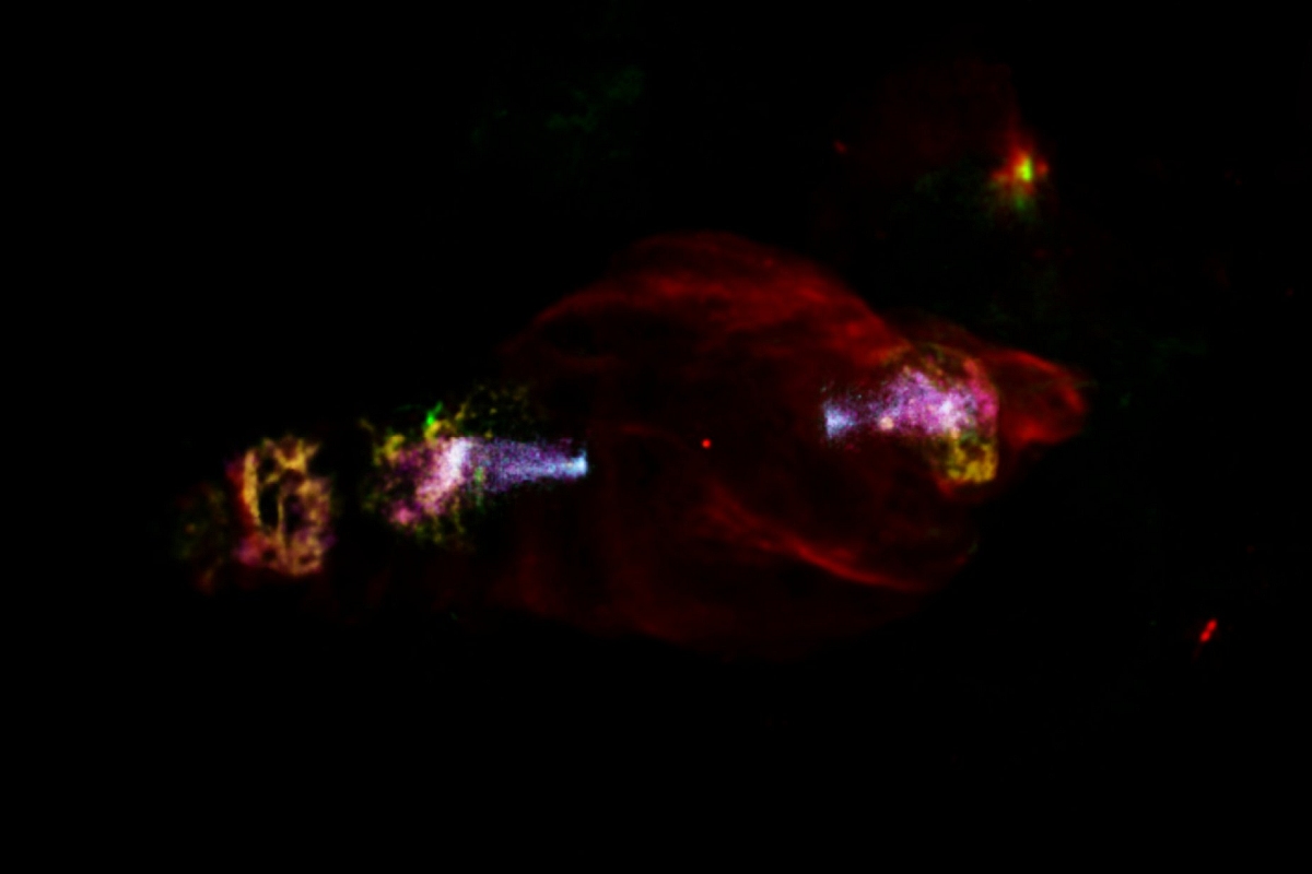 ESA Space X-Ray Space Observatory Locates Unusual Particle Acceleration in Manatee Nebula&rsquo;s &lsquo;Head&rsquo;