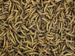 Mealworms Can Eat Plastic, But Study Shows Limited Impact on Pollution Crisis Mealworms Can Eat Plastic, But Study Shows Limited Impact on Pollution Crisis