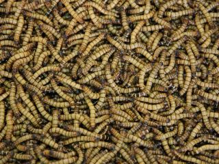 Mealworms Can Eat Plastic, But Study Shows Limited Impact on Pollution Crisis