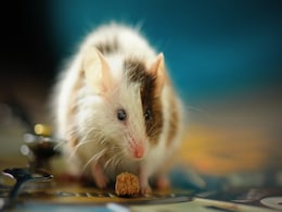 Placebo Effect Link Discovered With Previously Unassociated Parts of the Brain Placebo Effect Link Discovered With Previously Unassociated Parts of the Brain