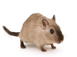 Freeze-Dried Mice Successfully Cloned by Researchers, Could Help Conserve Disappearing Species Freeze-Dried Mice Successfully Cloned by Researchers, Could Help Conserve Disappearing Species