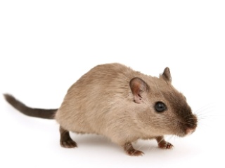 Freeze-Dried Mice Successfully Cloned by Researchers, Could Help Conserve Disappearing Species