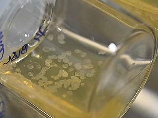 First-Ever &#039;Synthetic Embryo&#039; Developed Entirely Using Stem Cells From Mice