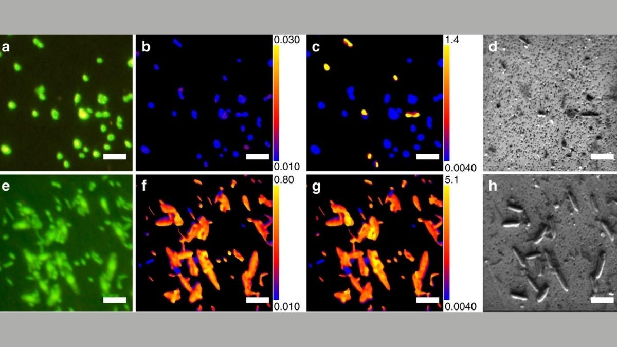 Scientists Revive Microbes From 100 Million Years Ago