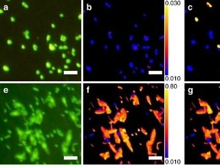 Scientists Revive Microbes From 100 Million Years Ago