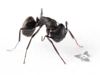 Microfliers, or Flying Microchips, Are the Smallest Human-Made Flying Structures: Research