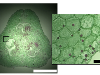 3D-Printed Clip-On Turns Smartphones Into Microscopes