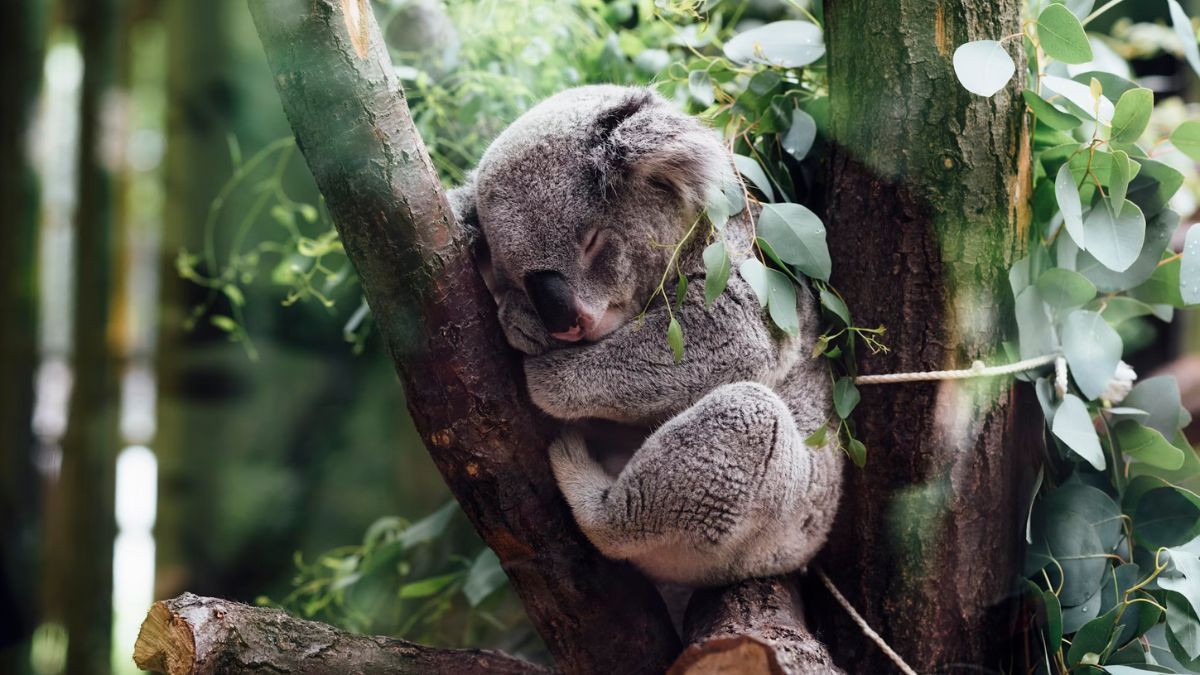 Marsupial Mole&rsquo;s Evolutionary Mystery Solved: Genetic Study Links to Bilbies and Bandicoots