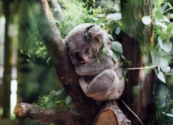 Marsupial Mole&rsquo;s Evolutionary Mystery Solved: Genetic Study Links to Bilbies and Bandicoots