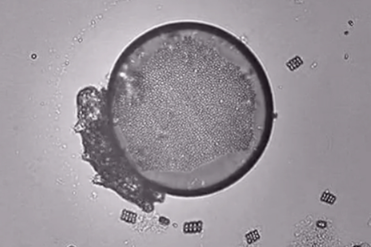 Hordes of Earth's Toughest Creatures May Now Be Living on Moon