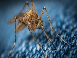 Zika and Dengue Viruses Can Alter a Hosts Smell to Make It 'Tastier', Attract More Mosquitoes, Study Says Zika and Dengue Viruses Can Alter a Hosts Smell to Make It 'Tastier', Attract More Mosquitoes, Study Says