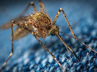 Zika and Dengue Viruses Can Alter a Hosts Smell to Make It &#039;Tastier&#039;, Attract More Mosquitoes, Study Says