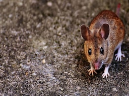 Mice VR Headsets Revolutionise Brain Activity Studies and Behavioural Research Mice VR Headsets Revolutionise Brain Activity Studies and Behavioural Research