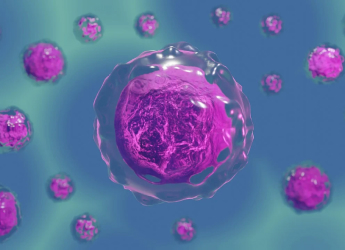 Reversing Ageing in Mouse Eggs: Research Reveals Breakthrough with Potential for Human Fertility