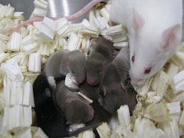 Mouse Sperm Survives in Space, but Could Human Babies? Mouse Sperm Survives in Space, but Could Human Babies?