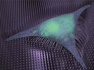 Iron Nanowires for Bone Cell Formation Developed, Could Pave Way for Degenerative Bone Disease Treatments