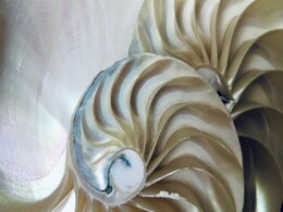 Mathematicians Uncover Soft Cells, a New Class of Shapes in Nature Mathematicians Uncover Soft Cells, a New Class of Shapes in Nature