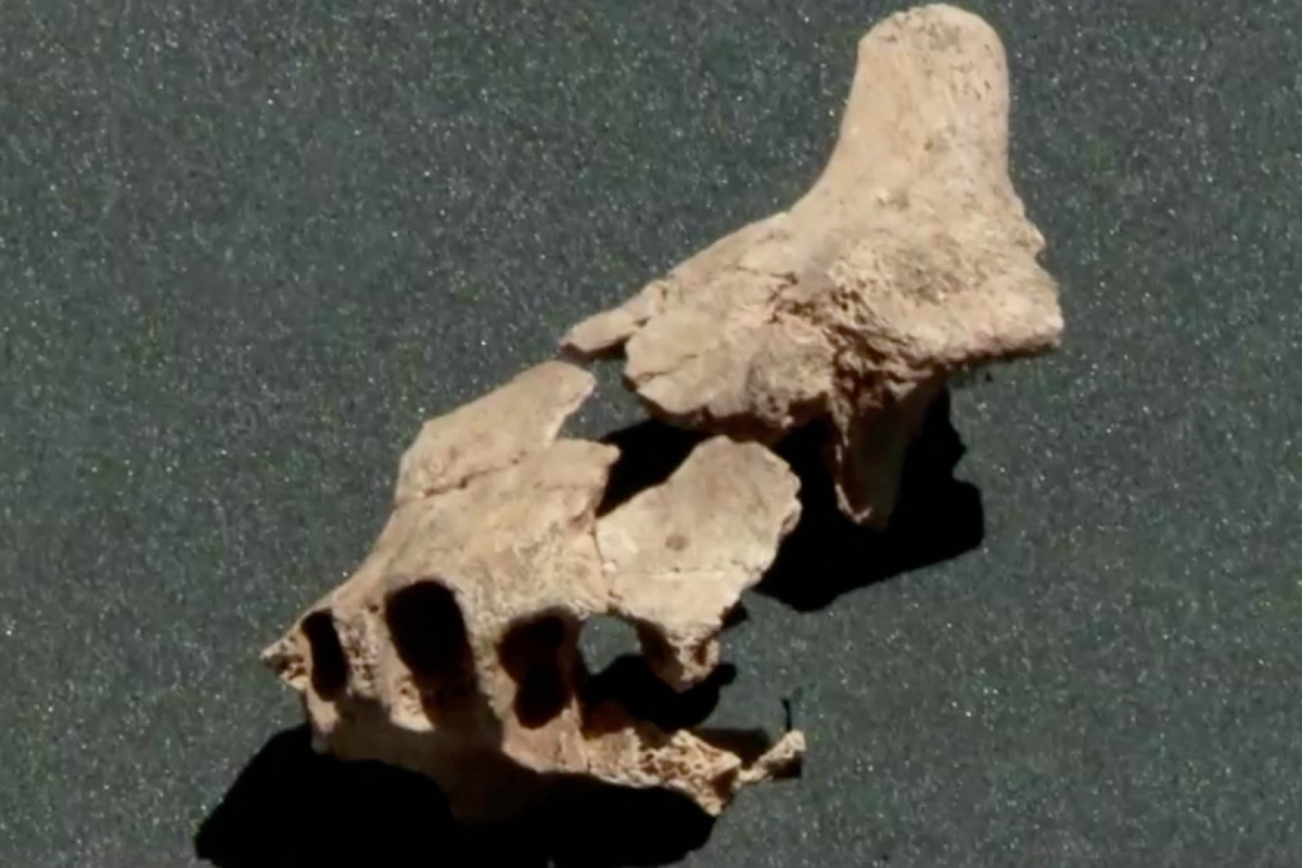 Fossilised Face of Oldest Human to Have Lived in Europe Unearthed in Spain
