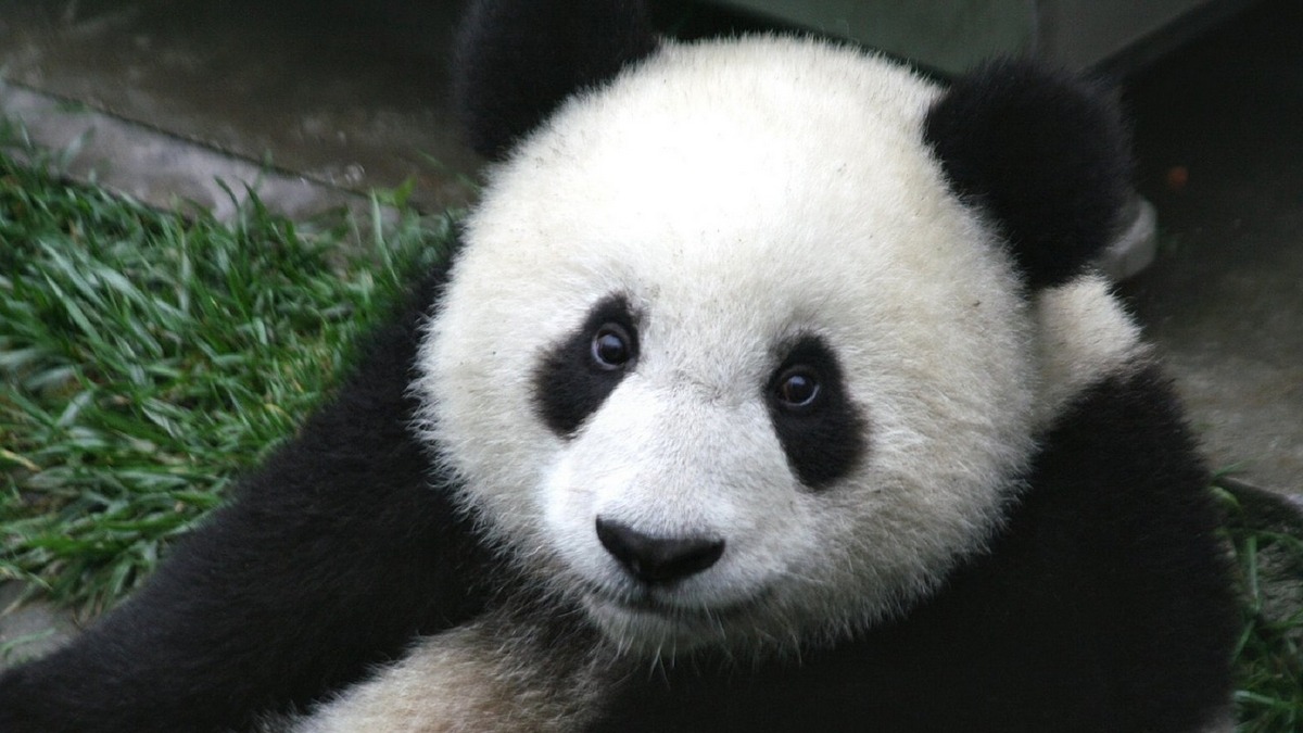 China Has a New Facial Recognition App - This Time for Pandas