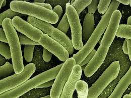 Genetic Evidence of Typhoid and Plague Causing Pathogens Found in DNA of Ancient Civilisations Genetic Evidence of Typhoid and Plague Causing Pathogens Found in DNA of Ancient Civilisations