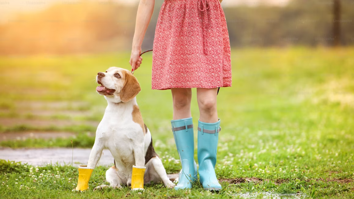 Best Monsoon Footwear for Pets to Survive Rainy Walks: Keep Paws Dry