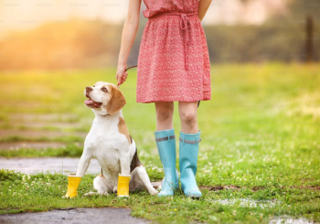 Best Monsoon Footwear for Pets to Survive Rainy Walks: Keep Paws Dry