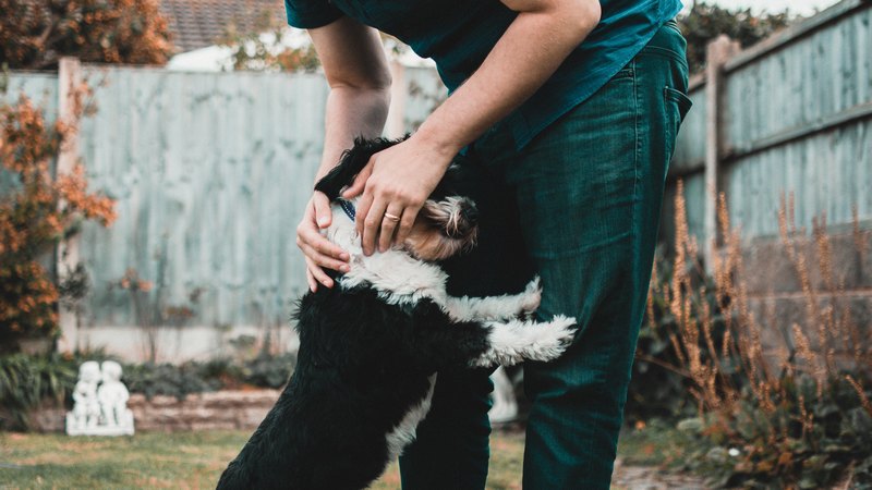 New App Lets Dog Lovers Swipe Right for Perfect Pet Match