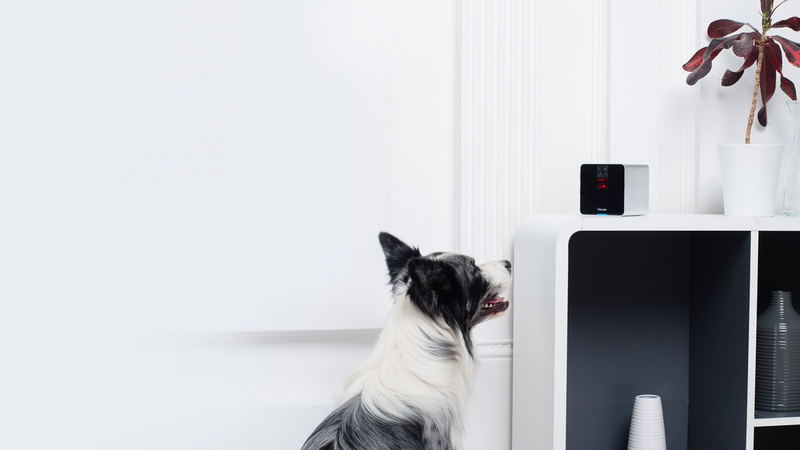 Top 5 Gadgets Your Pet Deserves