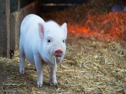 Researchers Using AI to Scan Animals’ Faces to Decipher Signs of Pain and Emotions: Report Researchers Using AI to Scan Animals’ Faces to Decipher Signs of Pain and Emotions: Report