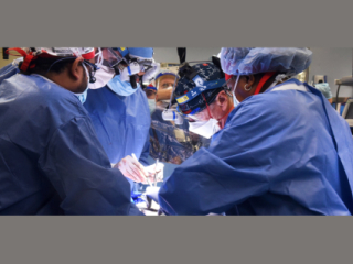 US Researchers Test Pig-to-Human Transplant in Donated Body