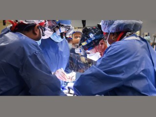 First Person With Transplanted Genetically Modified Pig Heart Dies After Two Months