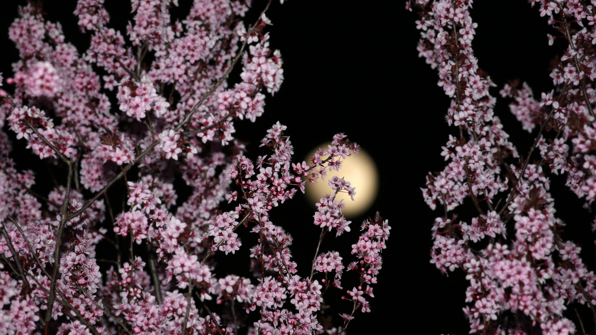 April's Pink Moon 2019: What Is It, Timings, and How Can You Watch the Full Moon?