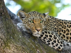 What Does Big Data Have to Do With Wildlife Conservation?