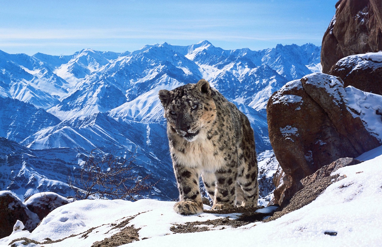 Planet Earth II - Snow Leopards, Pole-Dancing Bears, and Mountain Life