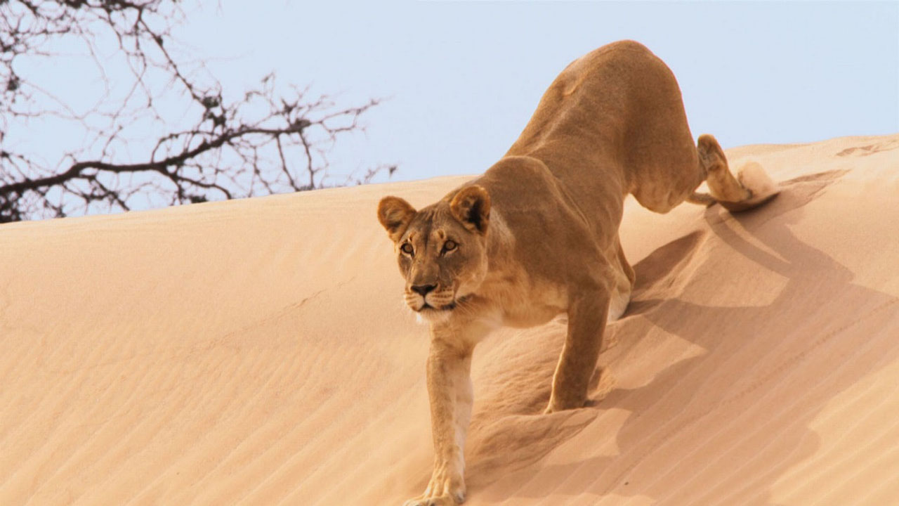 Planet Earth II - African Lions, Struggle for Water, and Desert Survival Tactics