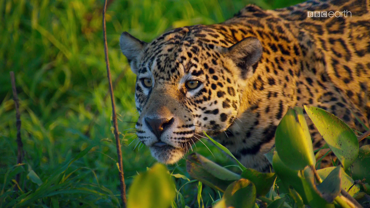 Planet Earth II - Jaguars, Song of the Indri, and Life in the Jungle