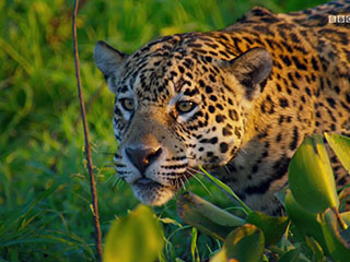Planet Earth II - Jaguars, Song of the Indri, and Life in the Jungle