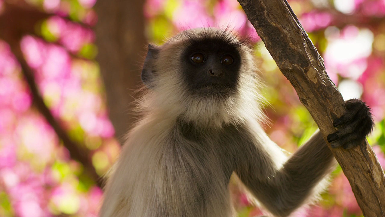 Planet Earth II - India’s Langurs, New York Falcons, and Wildlife in Cities