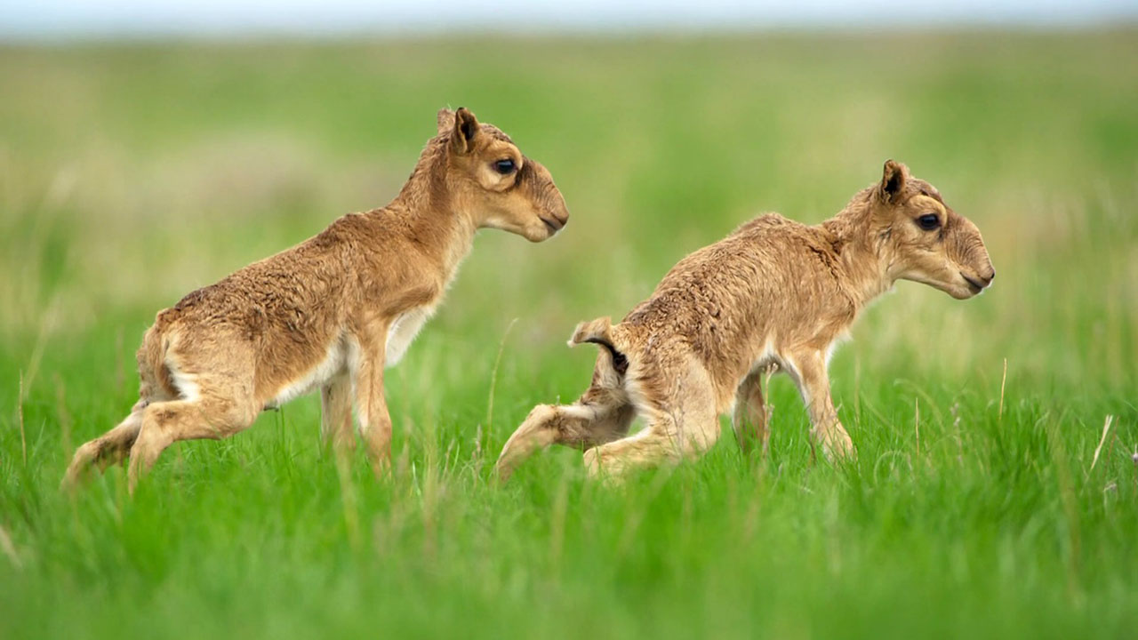 Planet Earth II - Saiga Antelope, Hardy Grass, and Filming in the Kaziranga
